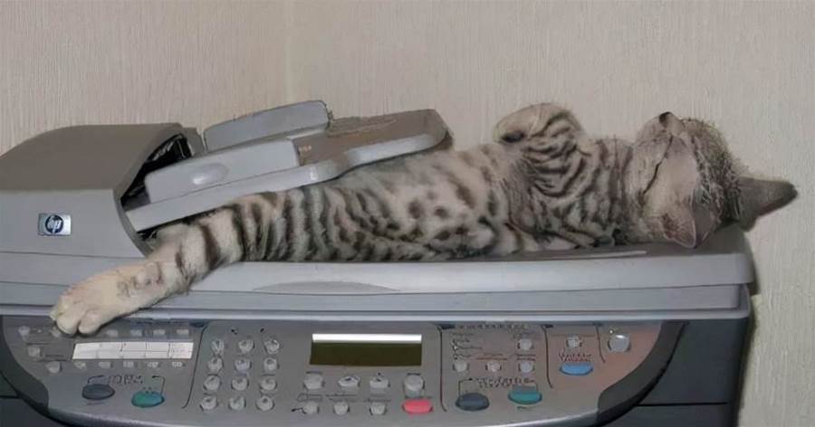橘貓到復印機上取暖，剛好被掃描，肚肚神秘構造被人類看到啦，超古錐~