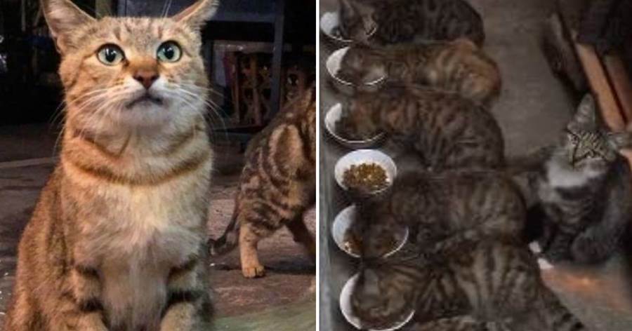 流浪貓生了6只寶寶，每次都是等孩子們吃飽才開始吃，畫面好溫馨