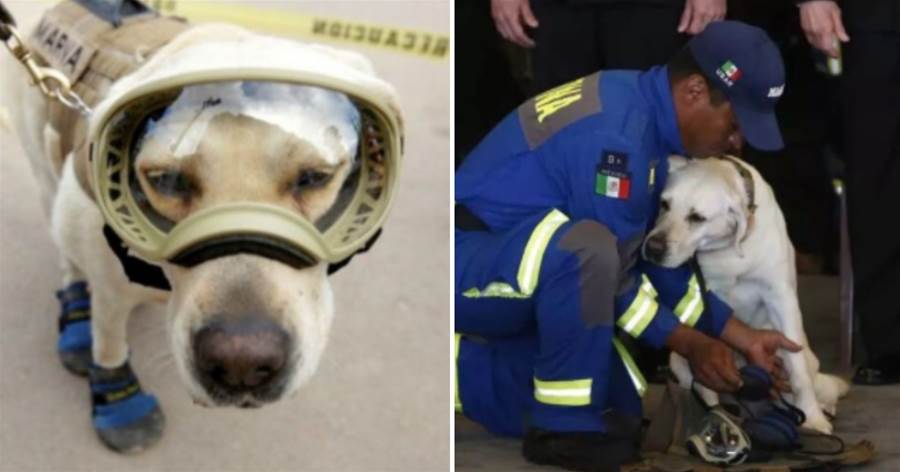 一生獻給人類！10歲的英雄搜救犬「退役」，訓導員把牠的「裝備」換成「玩具」：從此你就是普通的狗狗