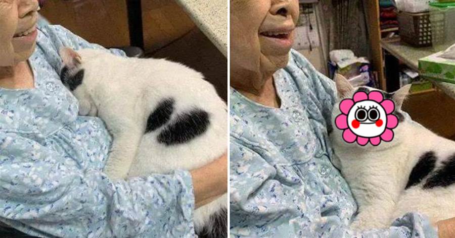 網友把貓送奶奶家寄養，一個月後去取貓哭笑不得：終究還是錯付了