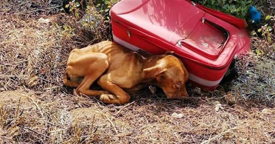 狗狗僅有13kg，守著「紅色行李箱」不肯離開，期盼主人能回來接自己，好心人：胃裡面裝滿了石頭和雜草