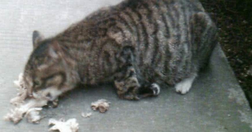 懷孕母貓挺著肚子在地上滑，原以為是在「保護孕肚」，湊近一看淚目了
