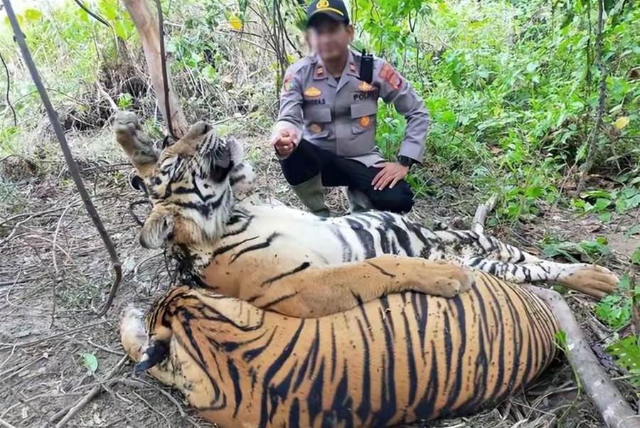 為捕獵一頭野豬，印尼三頭老虎誤入野豬套，被勒住脖子后全部慘死