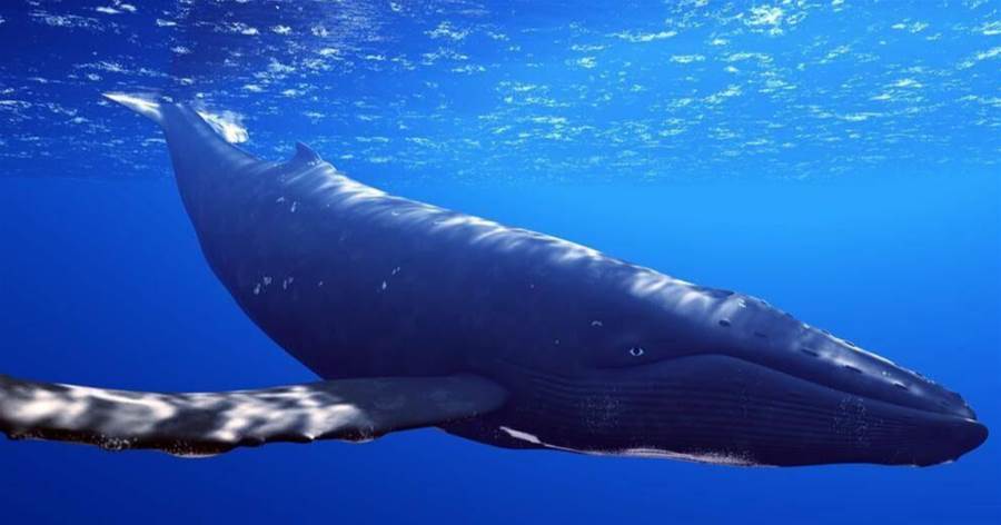 藍鯨究竟有多大？地球上有史以來，最大的生物是什麼？