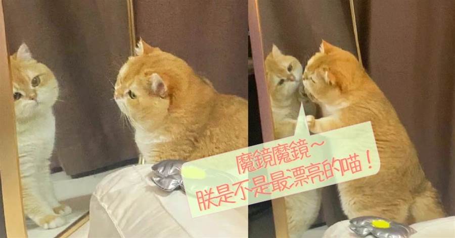 魔鏡魔鏡，世界上最漂亮的喵是誰？臭美橘貓很認真在照鏡子~喵：這隻可愛美人兒是誰呀！ | CatCity 貓奴日常