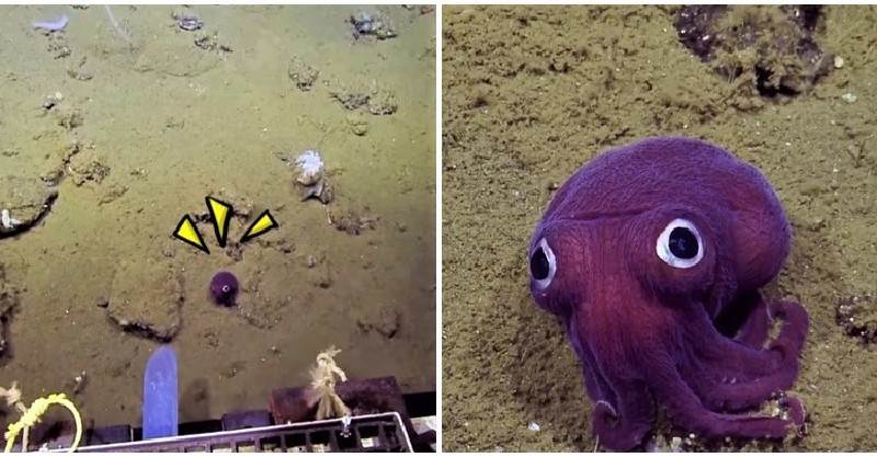 海底發現「大眼紫烏賊」也太Q！牠見鏡頭「驚呆定格」研究員笑：差點誤會是玩具...