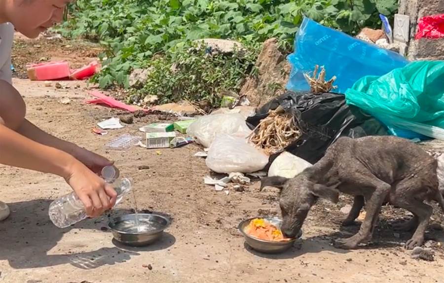 生活在村口垃圾堆裡的流浪狗，經過40多天的照顧，真是完成了天使般的蛻變啊 - Marotify - 生活網