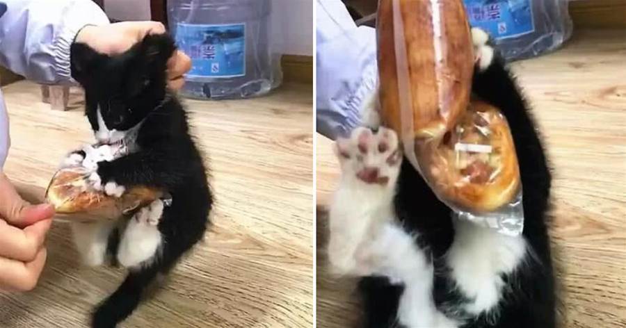 小奶牛貓偷吃麵包，被抓現行仍堅決不放手，貓咪：來吧！我跟你拼了