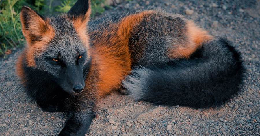 超美的狐貍！　夢幻「十字狐」擁橘黑漸層毛色：一看就是火系寶可夢～