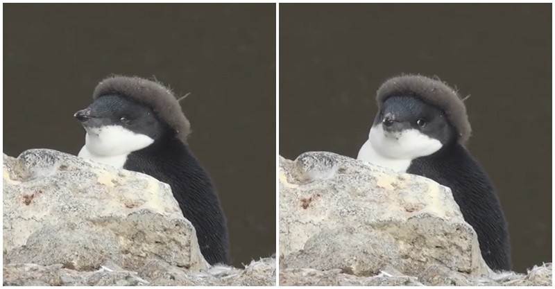 頭上毛毛的～企鵝寶寶頭戴「咖啡色毛帽」好時尚　看鏡頭「擠雙下巴」：偶可愛嗎❤️