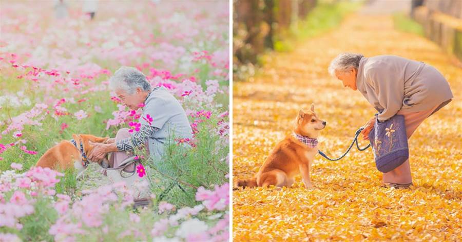 攝影師記錄「奶奶與柴柴」的祖孫情　相約最美好花季：永遠記住這份回憶