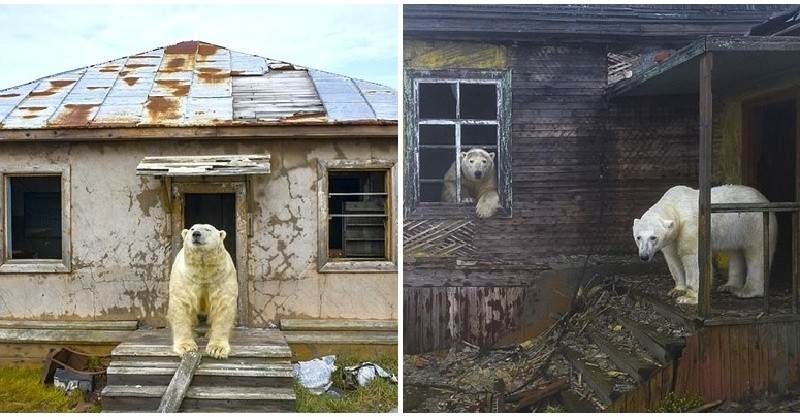 荒廢30年...孤島氣象站「被北極熊接收」！攝影師奇遇「童話般場景」：牠們把這當成家～