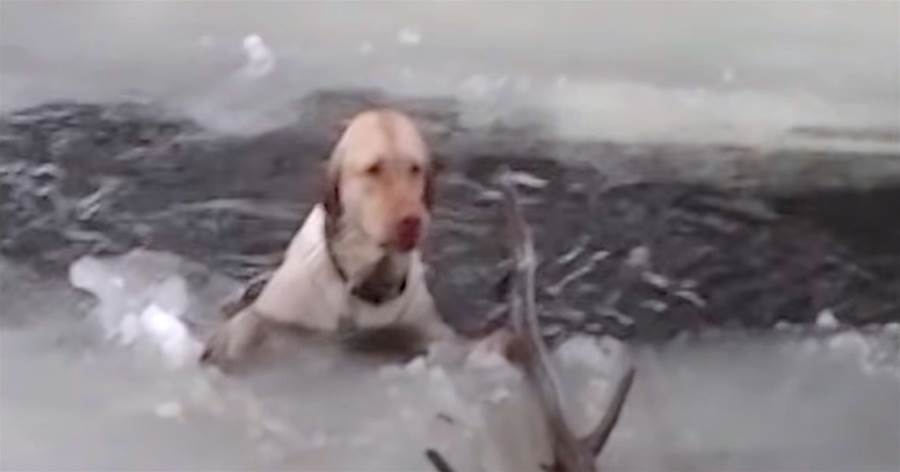 驚見有狗狗「受困冰湖中」嗚咽求助　消防員超猛相救…牠上岸秒腿軟：謝謝你們