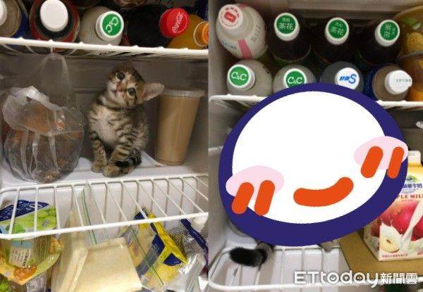 奶貓只有「一杯奶茶大」愛躲冰箱乘涼　3個月後媽看不下去 | ETtoday寵物雲 | ETtoday新聞雲