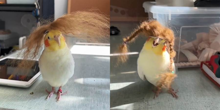 【影片】小鳥正經歷「毛髮危機」愛假髮，戴上麻花辮假髮秒變「村裡的小芳」逗笑眾人 - 貓咪公社