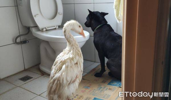 黑狗「被關在廁所」發抖緊盯馬桶　旁邊出現一隻陌生鵝！結局悲慘 | ETtoday寵物雲 | ETtoday新聞雲