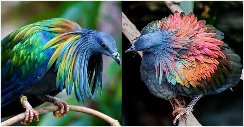 絕美仙鳥「羽毛自帶彩虹」配色超吸睛！專家揭「特殊身分」：復活渡渡鳥靠牠們了！