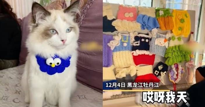媽媽極力反對養貓 阿女意外搵到60件手織寵物衫仔