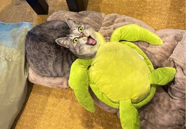 家中出現新品種「貓頭龜」！貓完美融合龜身對鏡頭叫　畫面藏玄機 | ETtoday寵物雲 | ETtoday新聞雲