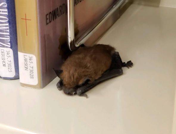 蝙蝠飛進圖書館書架上沉睡　被圍觀、捕獲也沒反應超淡定 | ETtoday寵物雲 | ETtoday新聞雲
