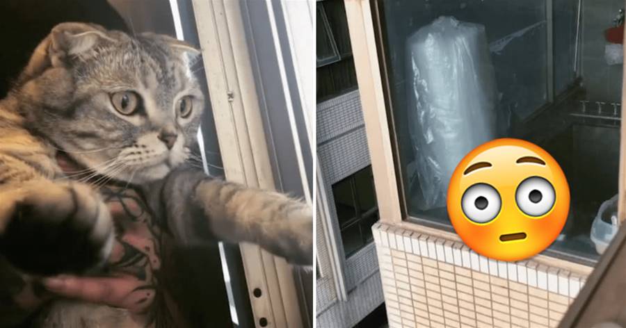 貓咪連續10天瞪著眼「蹲窗台」，網友本以為沒事，拉開窗簾卻嚇了一跳！