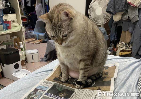 貓咪低頭看報紙「擠出霹靂腰包」　千人見紙上標題笑了：懂看八卦 | ETtoday寵物雲 | ETtoday新聞雲