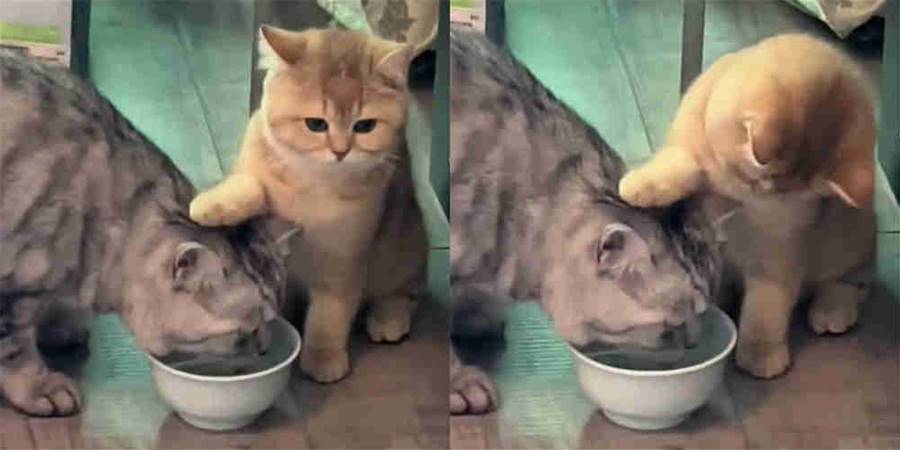 【影片】心機小貓強行按大貓頭喝水還不忘緊盯貓糧：喝多點，喝飽了這些貓糧就都是我的了 - 貓咪公社