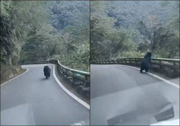 南橫公路驚見「台灣黑熊」狂奔！下一秒靈活翻出護欄　影片曝光 | ETtoday寵物雲 | ETtoday新聞雲
