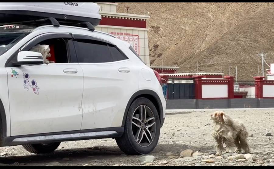 女子在西藏遇到流浪狗擋道求助，小姐姐一句我養妳，讓它興奮得直打轉 - Marotify - 生活網