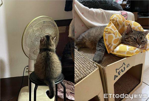 把電風扇當暖爐　虎斑貓端坐在前「癡癡凝望」：媽媽它怎不會熱？ | ETtoday寵物雲 | ETtoday新聞雲