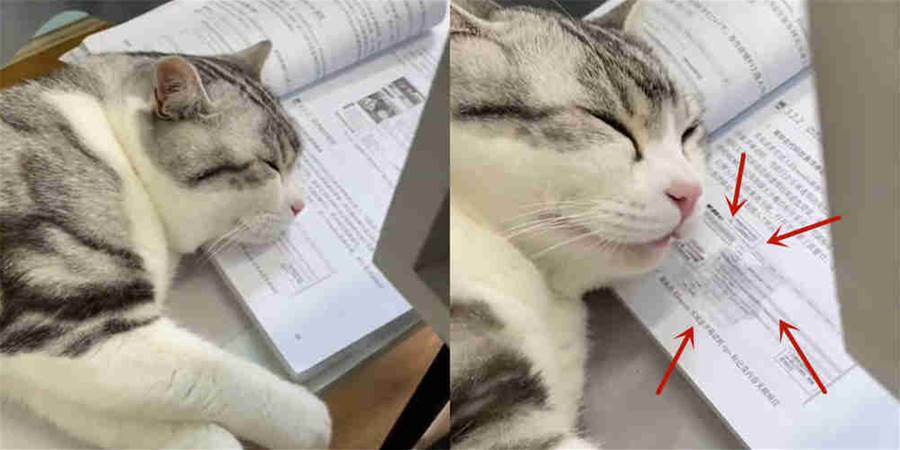 【影片】黏人貓跟主人去上課，聽課聽迷糊「呼呼大睡+流口水」，主人：這就是妳讀書的態度？ - 貓咪公社