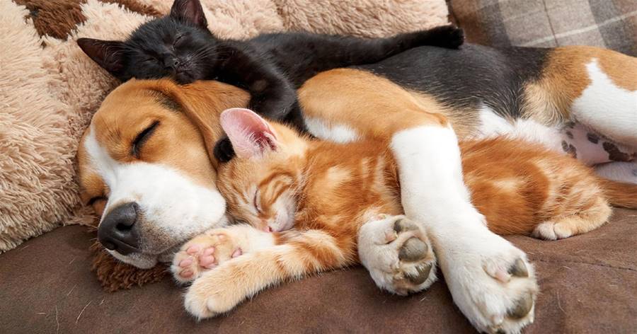 我們就是來幫舒壓的！　17張貓狗的「可愛抱抱照」：根本不是冤家啊～