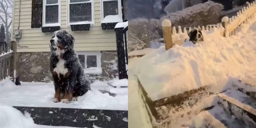 【影片】忠犬伯恩山每天風雪無阻在家門口等女主人下班，被雪埋可愛樣讓人感動又好笑 - 貓咪公社