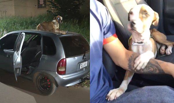 車被偷報警被通知「你的狗趴車頂不走」　他到場傻眼變現成爸爸 | ETtoday寵物雲 | ETtoday新聞雲