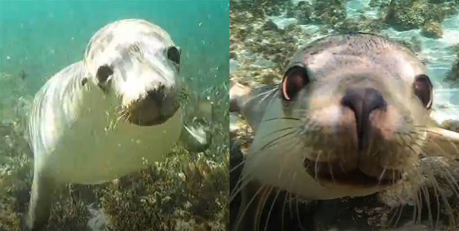 【影片】海裡的小狗！海獅見潛水員超主動，全程「眼神交流+湊過鼻頭看攝像機」超可愛！ - 貓咪公社