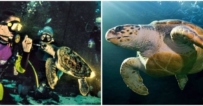 水族館收留「裂殼幼海龜」一養20年　野放後才知「牠故鄉在哪」：游了4萬公里才到家
