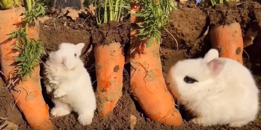 【影片】自帶眼線的兔兔在田園吃胡蘿蔔，乖巧模樣惹人愛：這兔子還沒蘿蔔高 - 貓咪公社