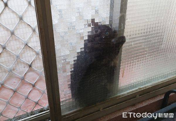 師傅來修廁所窗外出現「一坨黑黑馬賽克」　進房6貓全消失媽暈倒 | ETtoday寵物雲 | ETtoday新聞雲