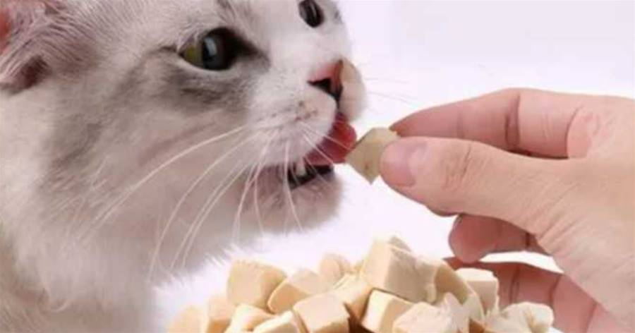 貓咪貓糧過敏怎麼辦？