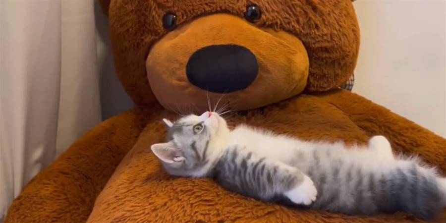 【影片】「毛茸茸大熊+可愛小奶貓」組合直接拿捏！萌貓肆意躺平姿態萌倒眾人♡ - 貓咪公社
