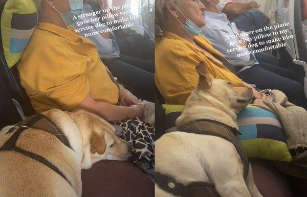 服務犬搭飛機睡不好　隔壁乘客「貼心舉動」讓牠睡翻百萬人感動 | ETtoday寵物雲 | ETtoday新聞雲
