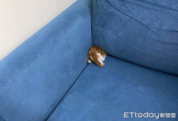 媽媽一開吸塵器4貓奔逃　她在沙發縫找到一顆「毛屁股」 | ETtoday寵物雲 | ETtoday新聞雲