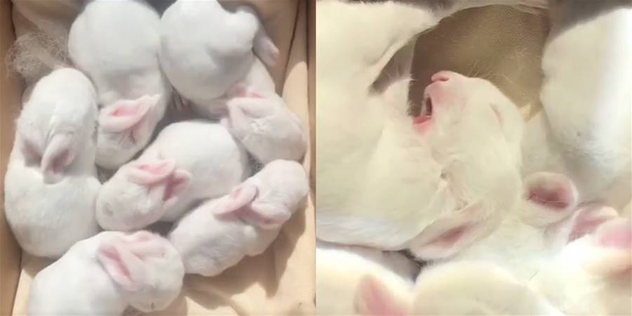 【影片】毛茸茸糯嘰嘰！一窩兔寶寶在陽台享受沐光浴，愜意兔生惹人羨慕 - 貓咪公社