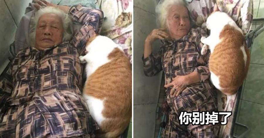 奶奶帶著兩只胖橘睡覺，畫面實在太搞笑了，網友：不怕床塌了嗎