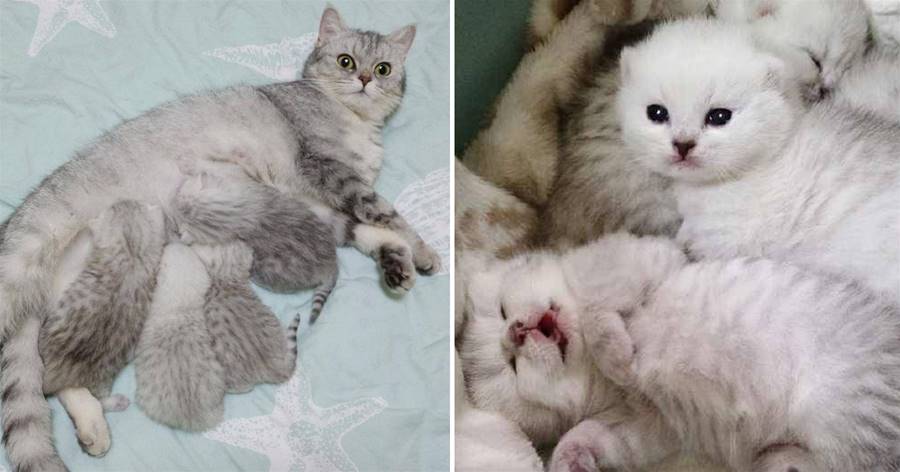 貓咪意外懷孕，2月后看到生出小奶貓，主人直接辭職！