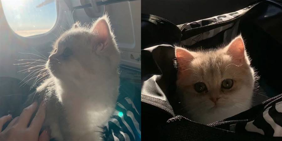 寵主帶貓咪一起坐飛機，陽光穿過窗口打在貓咪臉上，就像是「人間小精靈」一樣 - 貓咪公社