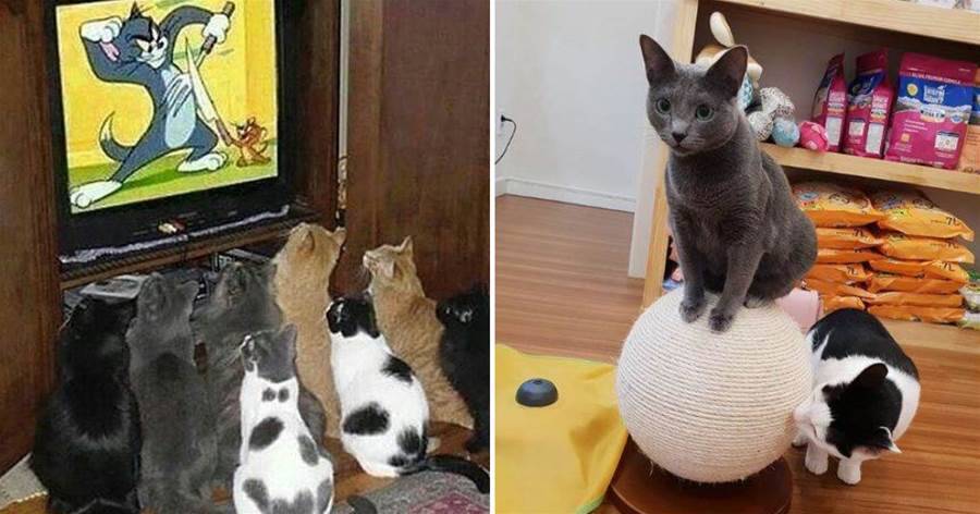 每次放《貓和老鼠》，家里養的8只貓咪都要過來圍觀