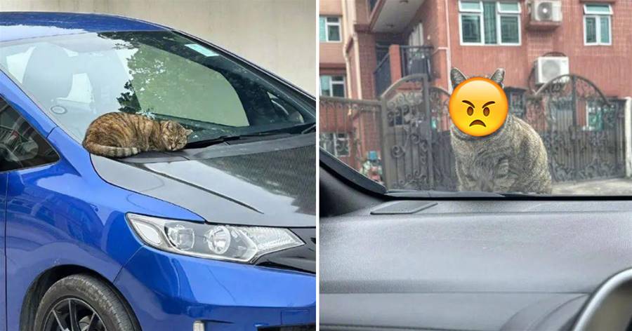 車頭有只貓「正在睡覺」，車主要挪車時把它吵醒，下一秒感覺事情大條了！