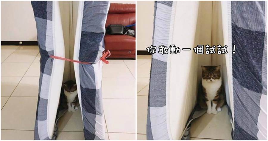 網友要把舊床墊扔掉，貓咪卻一臉嚴肅坐在了裡面：妳扔一個試試？