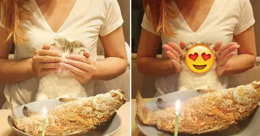 主人給貓咪買了一條大魚當生日蛋糕，手一打開貓咪蒙了，「瞬間控不住自己」：我真的可以吃嗎？